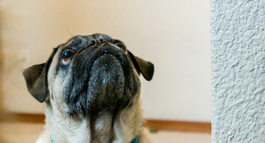 Inbreeding in Pugs: A Closer Look